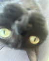 hellowkitty4ever Altpins Profile Picture