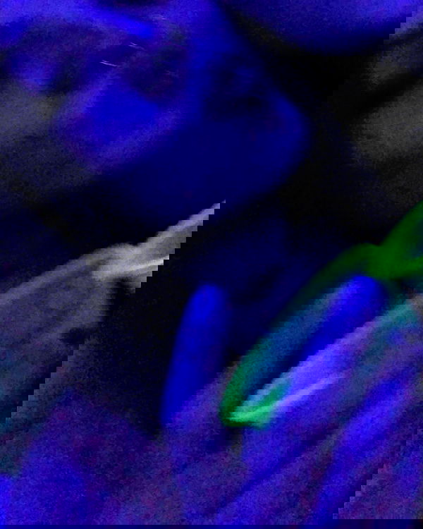 hundomewtwo hundomewtwo archive image