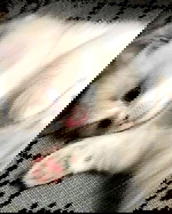 hundomewtwo hundomewtwo archive image