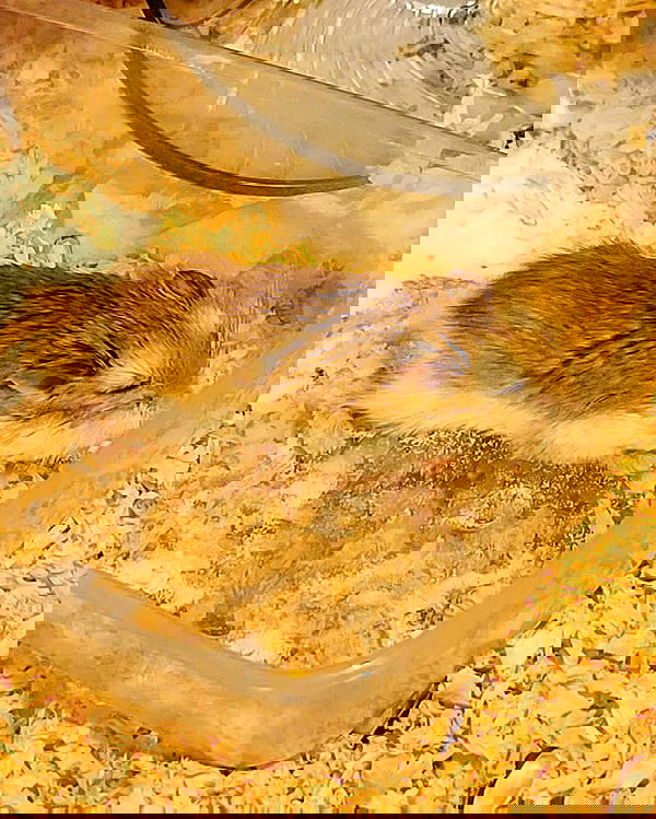 iamdorasnow iamdorasnow archive image