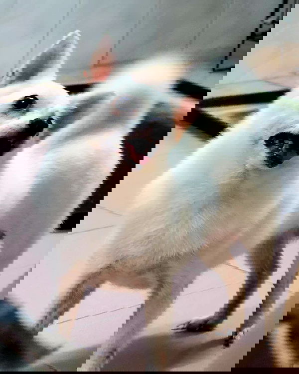 iamdorasnow iamdorasnow archive image