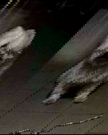 iamdorasnow iamdorasnow archive image