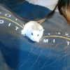 iamdorasnow Altpins Profile Picture