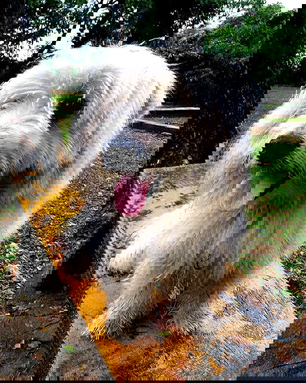 iamdorasnow iamdorasnow archive image