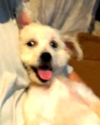 iamdorasnow iamdorasnow archive image