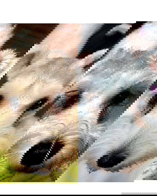 iamdorasnow iamdorasnow archive image