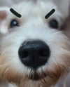 iamdorasnow Altpins Profile Picture
