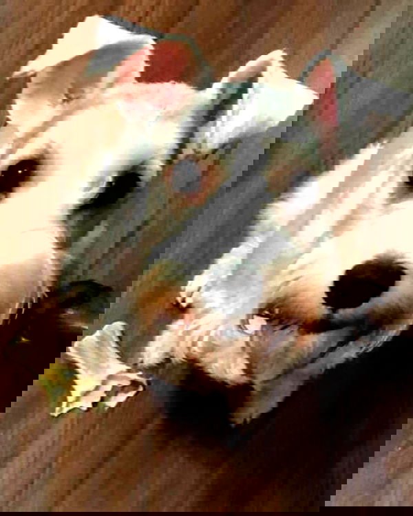 iamdorasnow iamdorasnow archive image