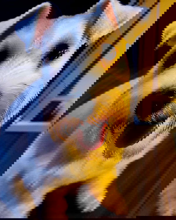 iamdorasnow iamdorasnow archive image