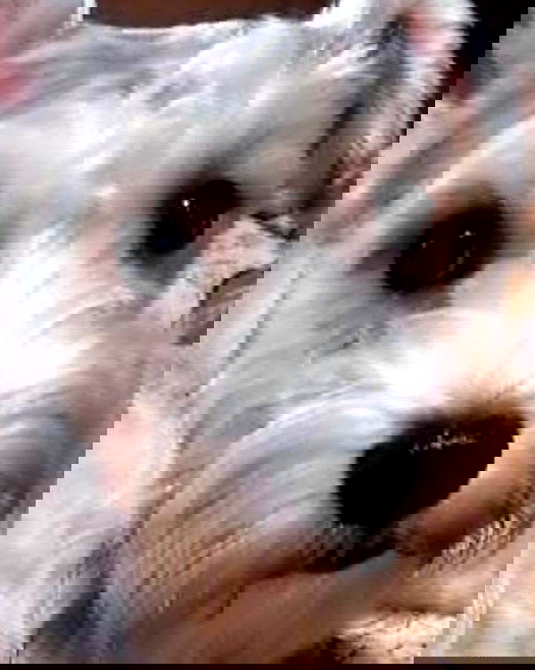 iamdorasnow iamdorasnow archive image