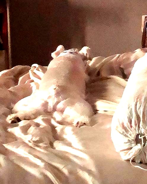 iamdorasnow iamdorasnow archive image