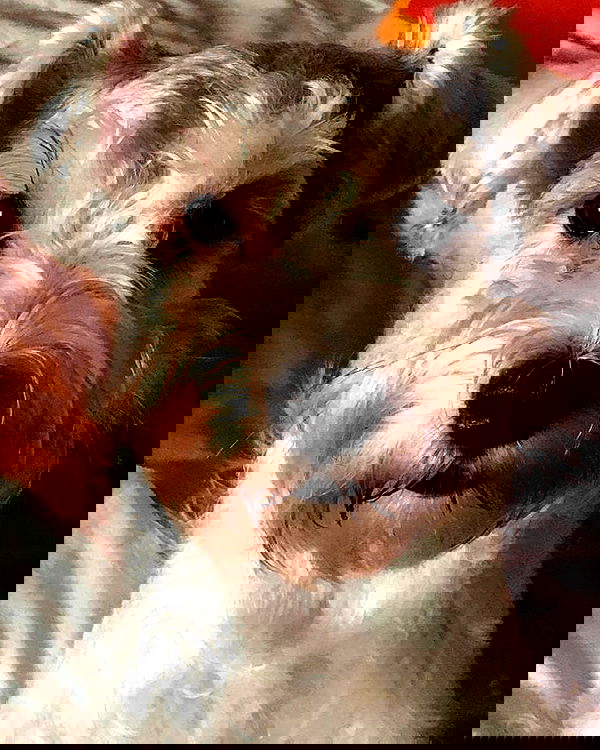 iamdorasnow iamdorasnow archive image