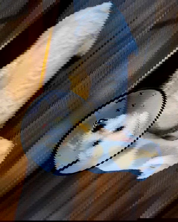 iamdorasnow iamdorasnow archive image