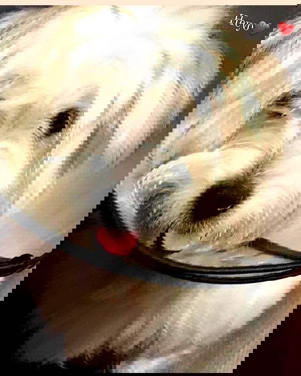 iamdorasnow iamdorasnow archive image