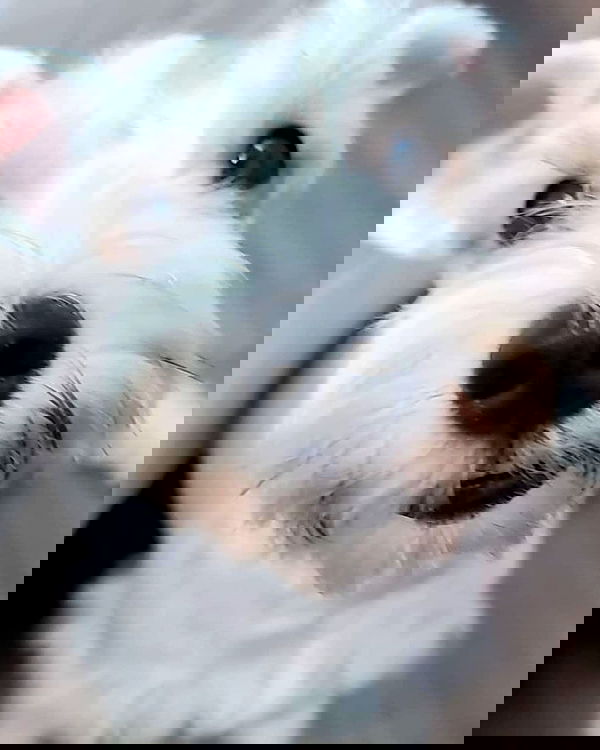 iamdorasnow iamdorasnow archive image