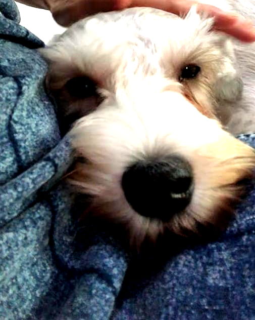 iamdorasnow iamdorasnow archive image