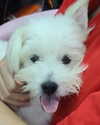 iamdorasnow Altpins Profile Picture