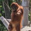 iamdorasnow Altpins Profile Picture