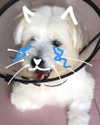 iamdorasnow Altpins Profile Picture