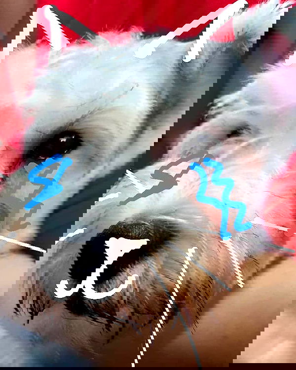 iamdorasnow iamdorasnow archive image