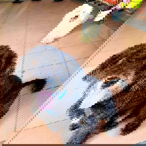 iamdorasnow iamdorasnow archive image