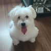 iamdorasnow Altpins Profile Picture