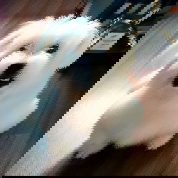 iamdorasnow iamdorasnow archive image