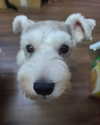 iamdorasnow Altpins Profile Picture