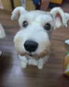 iamdorasnow Altpins Profile Picture