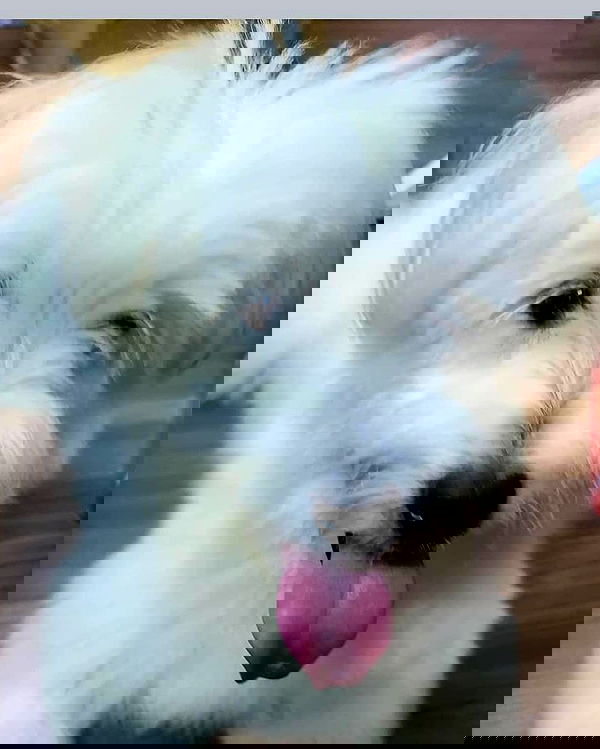 iamdorasnow iamdorasnow archive image