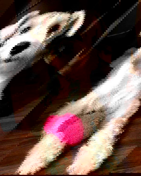 iamdorasnow iamdorasnow archive image