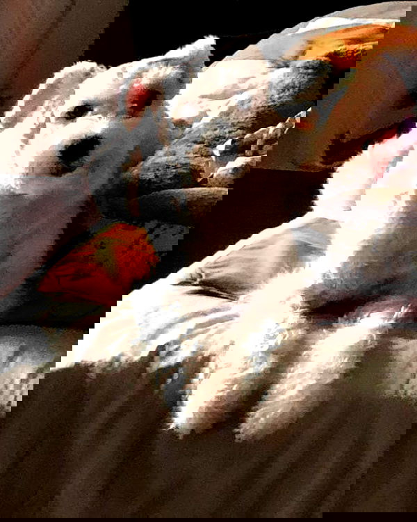 iamdorasnow iamdorasnow archive image