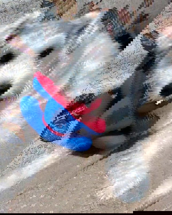 iamdorasnow iamdorasnow archive image