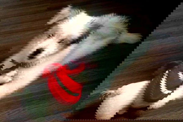 iamdorasnow iamdorasnow archive image