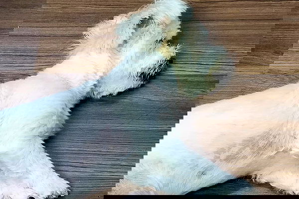 iamdorasnow iamdorasnow archive image