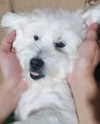 iamdorasnow Altpins Profile Picture