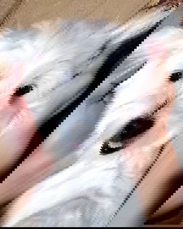 iamdorasnow iamdorasnow archive image