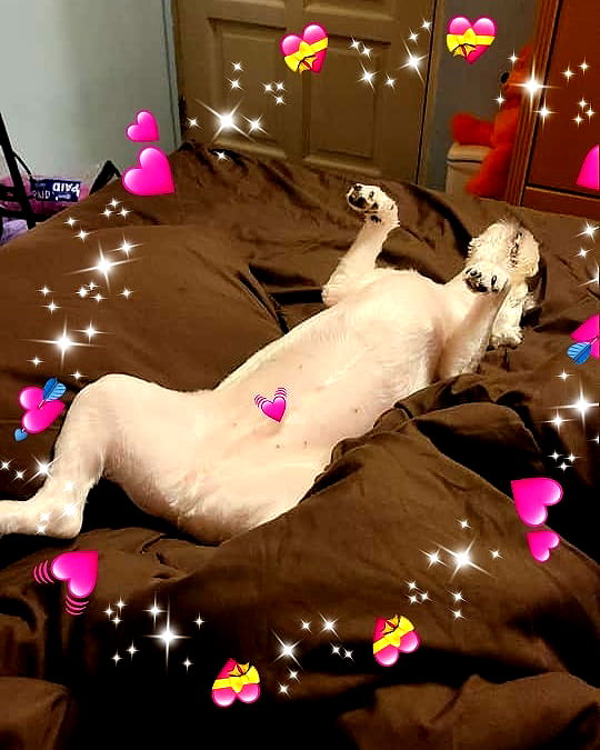 iamdorasnow iamdorasnow archive image