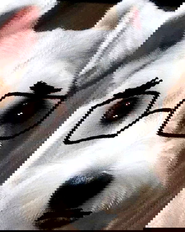 iamdorasnow iamdorasnow archive image