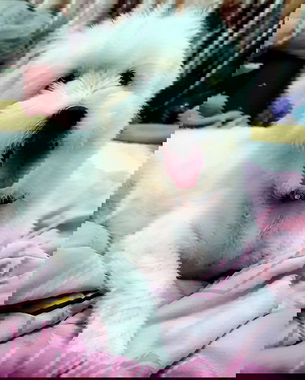 iamdorasnow iamdorasnow archive image