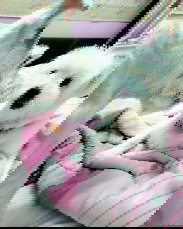 iamdorasnow iamdorasnow archive image