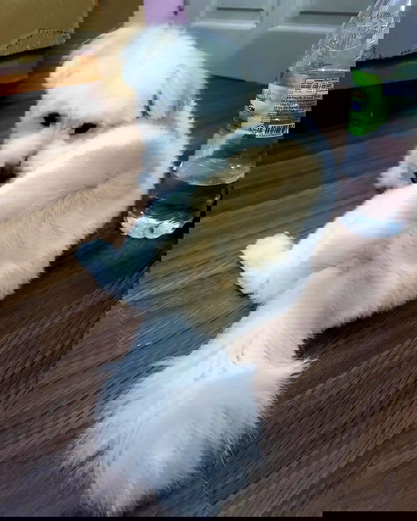 iamdorasnow iamdorasnow archive image