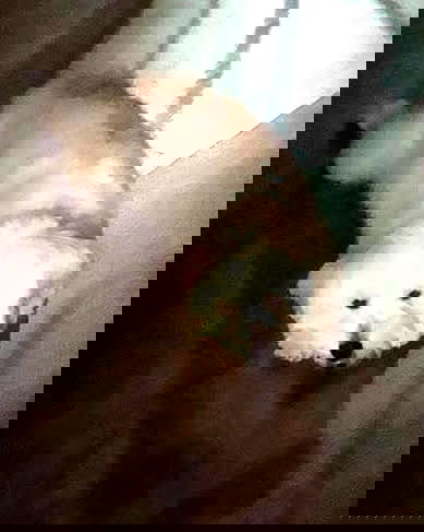 iamdorasnow iamdorasnow archive image