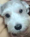 iamdorasnow Altpins Profile Picture