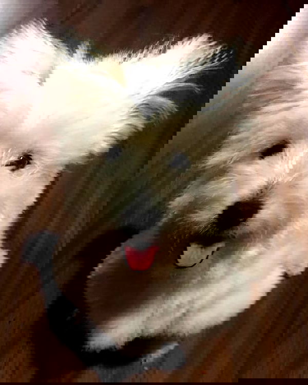 iamdorasnow iamdorasnow archive image