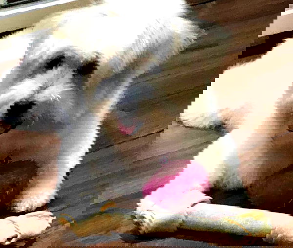 iamdorasnow iamdorasnow archive image