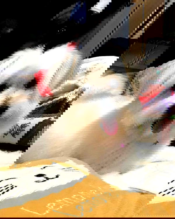 iamdorasnow iamdorasnow archive image