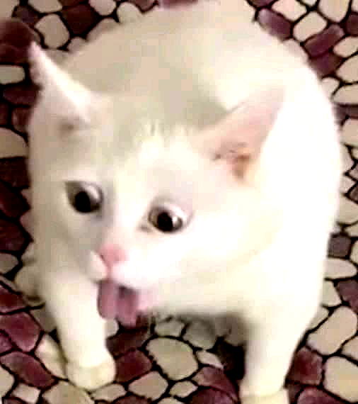 iamdorasnow iamdorasnow archive image