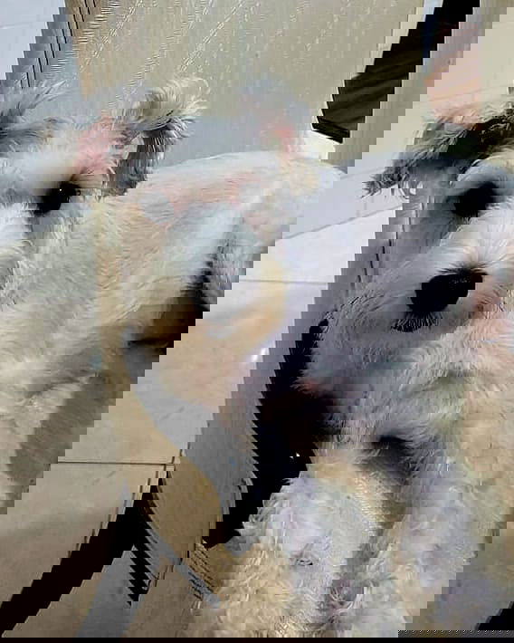 iamdorasnow iamdorasnow archive image