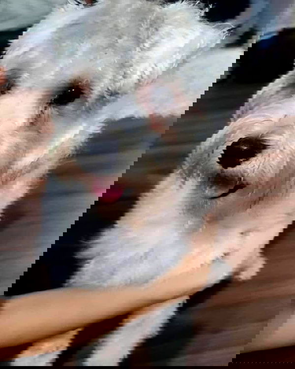 iamdorasnow iamdorasnow archive image